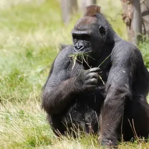 Explore The Gorilla Stop for 6 days with Absolute Africa and discover unforgettable experiences - Photo 7