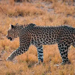 Explore Tusker Trails for 37 days with Absolute Africa and discover unforgettable experiences - Photo 11