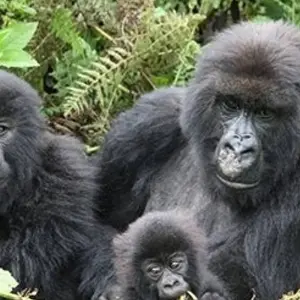 Explore A Week In Gorilla Lands for 8 days with Absolute Africa and discover unforgettable experiences - Photo 8