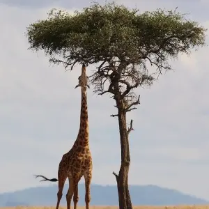 Explore A Week In Kenya for 9 days with Absolute Africa and discover unforgettable experiences - Photo 8