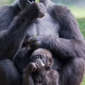Explore The Gorilla Stop for 6 days with Absolute Africa and discover unforgettable experiences - Photo 8