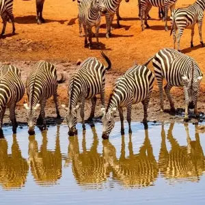 Explore Serengeti and Ngorongoro Crater for 5 days with Absolute Africa and discover unforgettable experiences - Photo 4