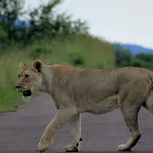Explore Northern Trails for 73 days with Absolute Africa and discover unforgettable experiences - Photo 6