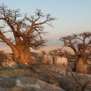 Explore Botswana Safari for 6 days with Absolute Africa and discover unforgettable experiences - Photo 6