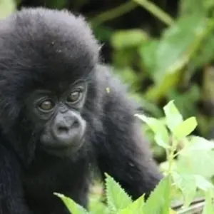 Explore The Gorilla Stop for 6 days with Absolute Africa and discover unforgettable experiences - Photo 9
