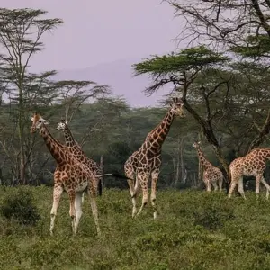 Explore Serengeti and Ngorongoro Crater for 5 days with Absolute Africa and discover unforgettable experiences - Photo 6