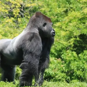 Explore The Gorilla Stop for 6 days with Absolute Africa and discover unforgettable experiences - Photo 11