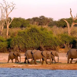Explore Botswana Safari for 6 days with Absolute Africa and discover unforgettable experiences - Photo 9