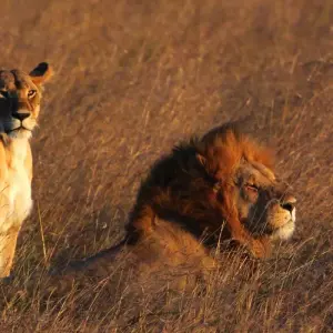 Explore Kili Trek and Safari for 13 days with Absolute Africa and discover unforgettable experiences - Photo 7