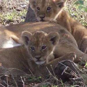 Explore Northern Trails for 73 days with Absolute Africa and discover unforgettable experiences - Photo 10
