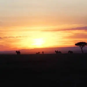 Explore Kili Trek and Safari for 13 days with Absolute Africa and discover unforgettable experiences - Photo 8