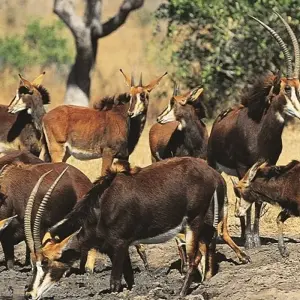 Explore 19-day Cape Town to Victoria Falls (Camping) for 19 days with Acacia Adventure Holidays and discover unforgettable experiences - Photo 3