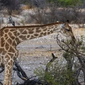 Explore 19-day Victoria Falls to Cape Town (Accommodated) for 19 days with Acacia Adventure Holidays and discover unforgettable experiences - Photo 6