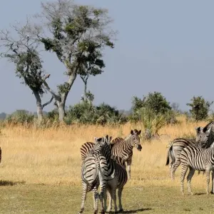 Explore 12-day Okavango Delta & Etosha Express (Camping) for 12 days with Acacia Adventure Holidays and discover unforgettable experiences - Photo 7