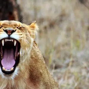 Explore 11-day Zanzibar to Serengeti (Accommodated) for 11 days with Acacia Adventure Holidays and discover unforgettable experiences - Photo 8