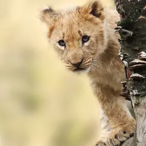Explore 11-day Zanzibar to Serengeti (Accommodated) for 11 days with Acacia Adventure Holidays and discover unforgettable experiences - Photo 10