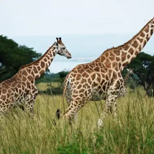 Explore 11-day Zanzibar to Serengeti (Accommodated) for 11 days with Acacia Adventure Holidays and discover unforgettable experiences - Photo 11