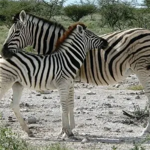 Explore 7-day Victoria Falls to Kruger (Camping) for 7 days with Acacia Adventure Holidays and discover unforgettable experiences - Photo 6
