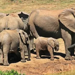 Explore 6-day Kruger, Swazi & Wild Coast (Accommodated) for 6 days with Acacia Adventure Holidays and discover unforgettable experiences - Photo 4