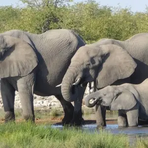 Explore 7-day Victoria Falls to Kruger (Camping) for 7 days with Acacia Adventure Holidays and discover unforgettable experiences - Photo 8
