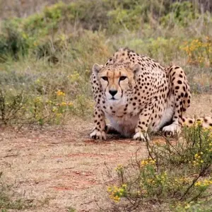 Explore 6-day Kruger, Swazi & Wild Coast (Accommodated) for 6 days with Acacia Adventure Holidays and discover unforgettable experiences - Photo 6