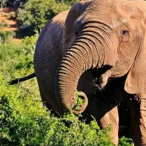 Explore 6-day Kruger, Swazi & Wild Coast (Accommodated) for 6 days with Acacia Adventure Holidays and discover unforgettable experiences - Photo 7
