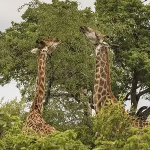 Explore 6-day Kruger, Swazi & Wild Coast (Accommodated) for 6 days with Acacia Adventure Holidays and discover unforgettable experiences - Photo 10
