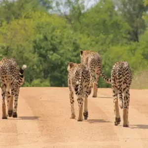 Explore 6-day Kruger, Swazi & Wild Coast (Accommodated) for 6 days with Acacia Adventure Holidays and discover unforgettable experiences - Photo 11