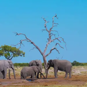 Explore 12-day Delta, Chobe & Victoria Falls (Accommodated) for 12 days with Acacia Adventure Holidays and discover unforgettable experiences - Photo 11