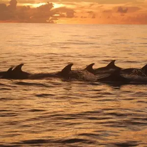 Explore Honduras Exploration 14Days/13Nights for 14 days with Across Caribbean Excursions  and discover unforgettable experiences - Photo 7
