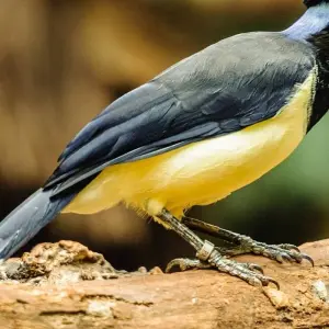 Explore Amazon Ultimate Adventure for Thrill Seekers 6 Days/5 Nights for 6 days with Across Caribbean Excursions  and discover unforgettable experiences - Photo 8