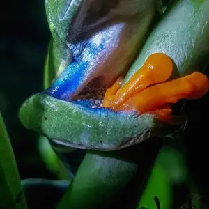 Explore 9-Day Costa Rica Wildlife Adventure: Volcanoes, Cloud Forests, and Pacific Coast for 9 days with Across Caribbean Excursions  and discover unforgettable experiences - Photo 7