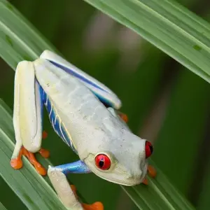 Explore 9-Day Costa Rica Wildlife Adventure: Volcanoes, Cloud Forests, and Pacific Coast for 9 days with Across Caribbean Excursions  and discover unforgettable experiences - Photo 8