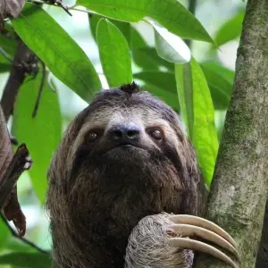 Explore 9-Day Costa Rica Wildlife Adventure: Volcanoes, Cloud Forests, and Pacific Coast for 9 days with Across Caribbean Excursions  and discover unforgettable experiences - Photo 9