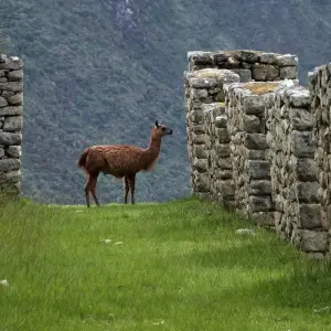 Explore Classic Inca Trail To Machu Picchu - 4 Days And 3 Nights for 4 days with Action Peru Treks and discover unforgettable experiences - Photo 8