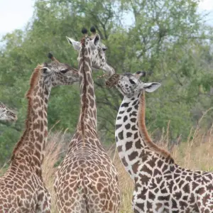 Explore The Lion's Pride Safari 4 Days Camping for 4 days with Adventure Makers Tanzania and discover unforgettable experiences - Photo 4