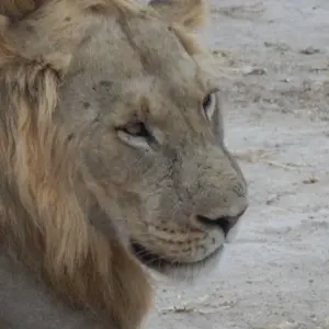 Explore The Lion's Pride Safari 4 Days Camping for 4 days with Adventure Makers Tanzania and discover unforgettable experiences - Photo 5