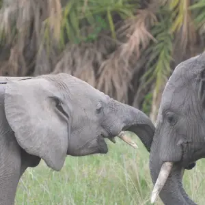 Explore Tarangire National Park Day Trip for 1 days with Adventure Makers Tanzania and discover unforgettable experiences - Photo 2