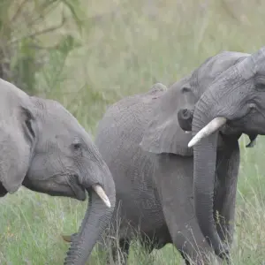 Explore Tarangire National Park Day Trip for 1 days with Adventure Makers Tanzania and discover unforgettable experiences - Photo 3