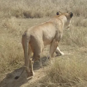 Explore The Lion's Pride Safari 4 Days Camping for 4 days with Adventure Makers Tanzania and discover unforgettable experiences - Photo 7
