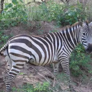 Explore Tarangire National Park Day Trip for 1 days with Adventure Makers Tanzania and discover unforgettable experiences - Photo 4