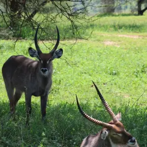 Explore Tarangire National Park Day Trip for 1 days with Adventure Makers Tanzania and discover unforgettable experiences - Photo 5