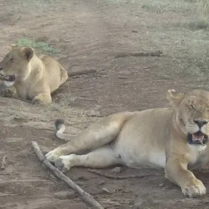 Explore The Lion's Pride Safari 4 Days Camping for 4 days with Adventure Makers Tanzania and discover unforgettable experiences - Photo 9