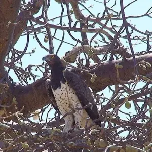 Explore Tarangire National Park Day Trip for 1 days with Adventure Makers Tanzania and discover unforgettable experiences - Photo 8