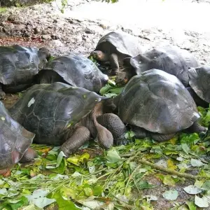 Explore The Best of Ecuador & Galapagos for 12 days with Adventure Journeys and discover unforgettable experiences - Photo 3