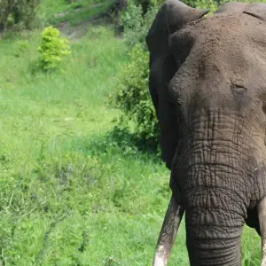 Explore Tarangire National Park Day Trip for 1 days with Adventure Makers Tanzania and discover unforgettable experiences - Photo 9