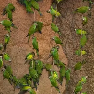Explore Galapagos and Amazon Quest for 10 days with Adventure Journeys and discover unforgettable experiences - Photo 3