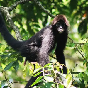 Explore Amazon Camping and Kayaking Discover Yasuni 5-Day for 5 days with Adventure Journeys and discover unforgettable experiences - Photo 2