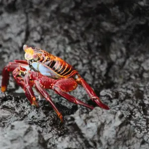 Explore Galapagos Multisport for 10 days with Adventure Journeys and discover unforgettable experiences - Photo 5
