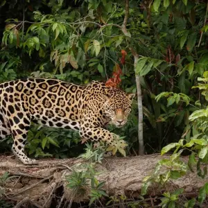Explore Amazon Camping and Kayaking Discover Yasuni 5-Day for 5 days with Adventure Journeys and discover unforgettable experiences - Photo 4